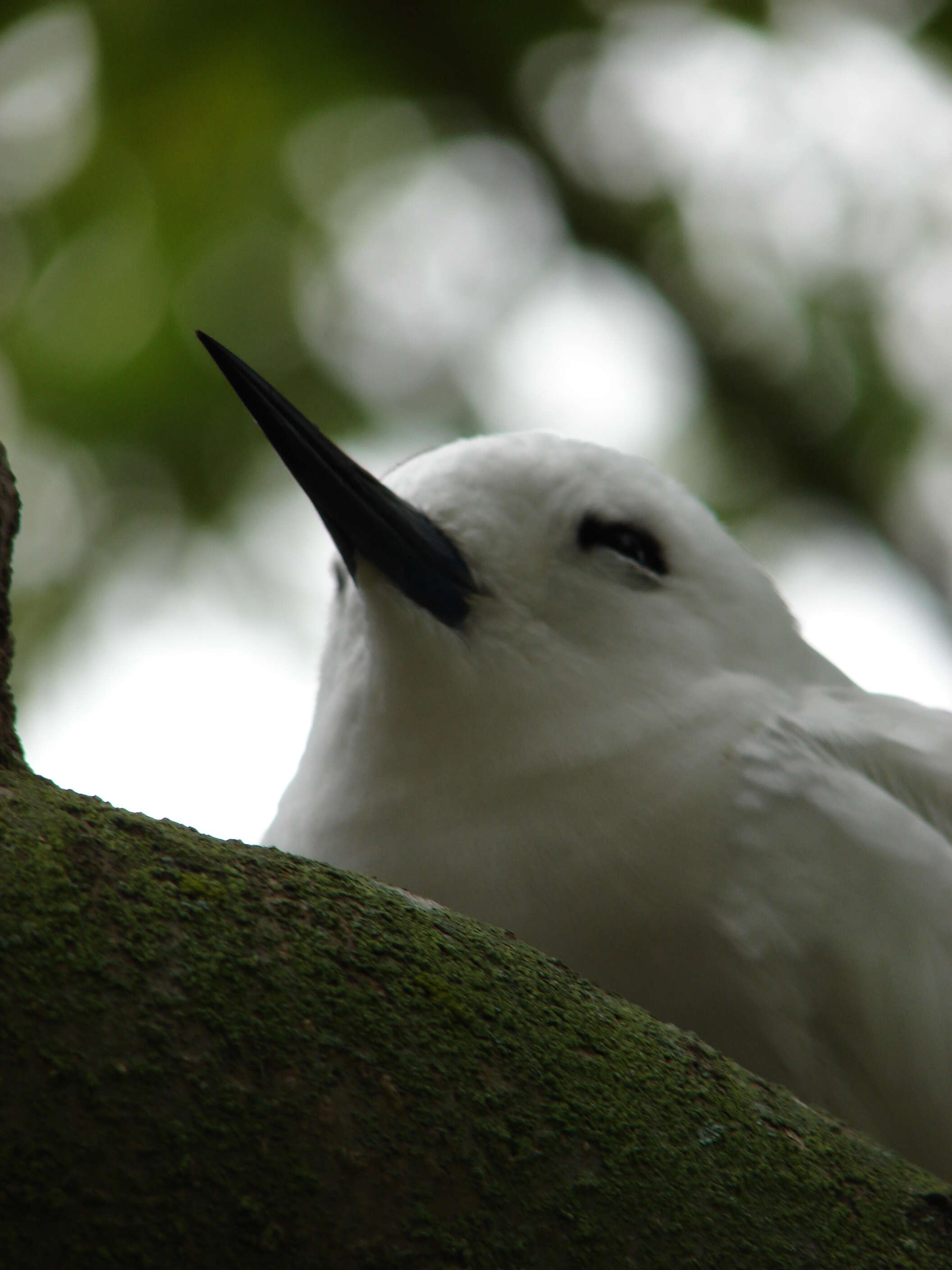 Imagem de Ficus benjamina L.