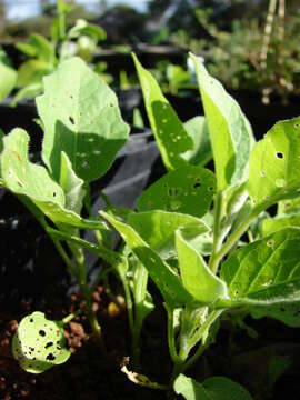 Image of eggplant