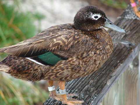 Image of Laysan Duck