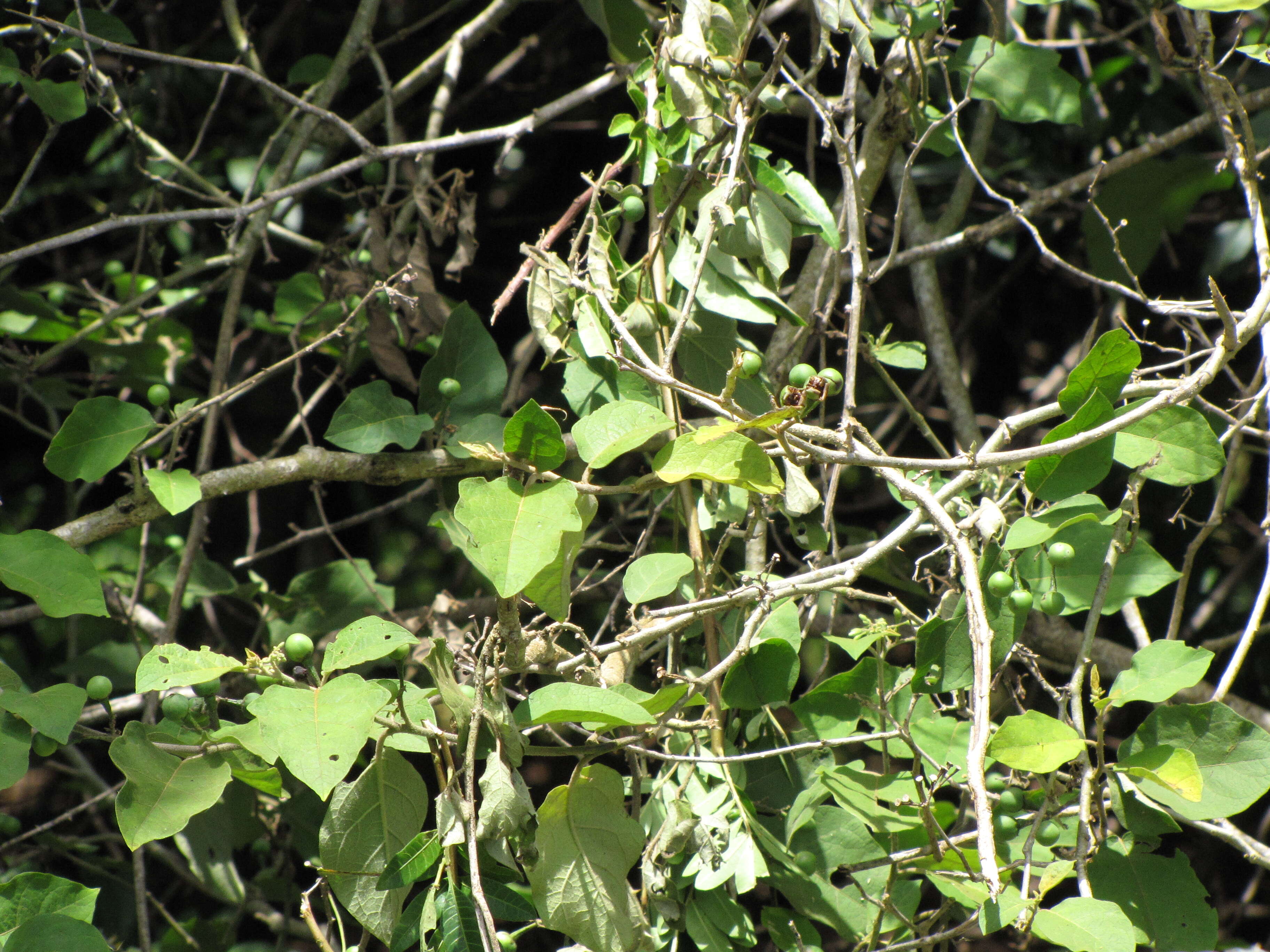 Image of turkey berry