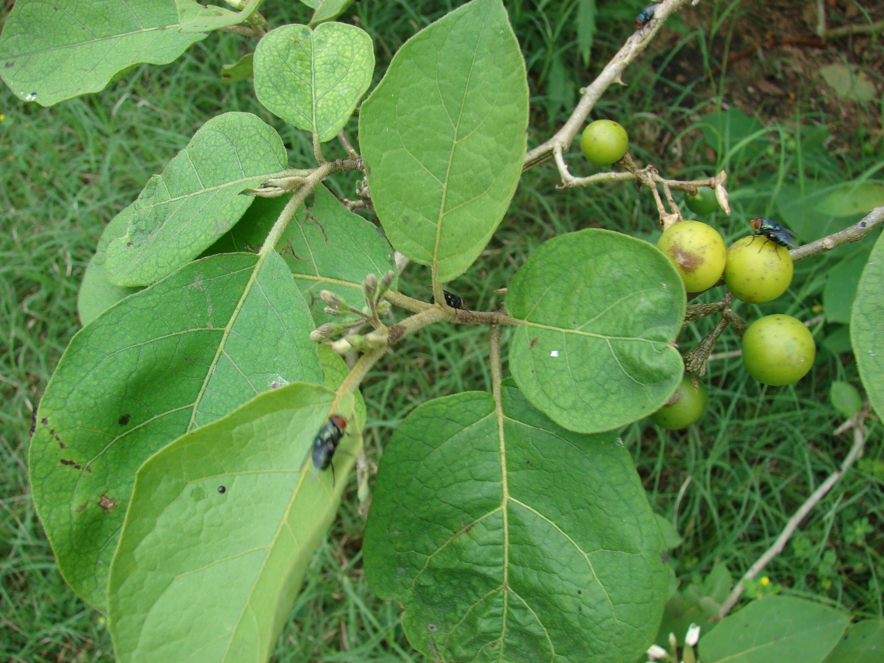 Image of turkey berry