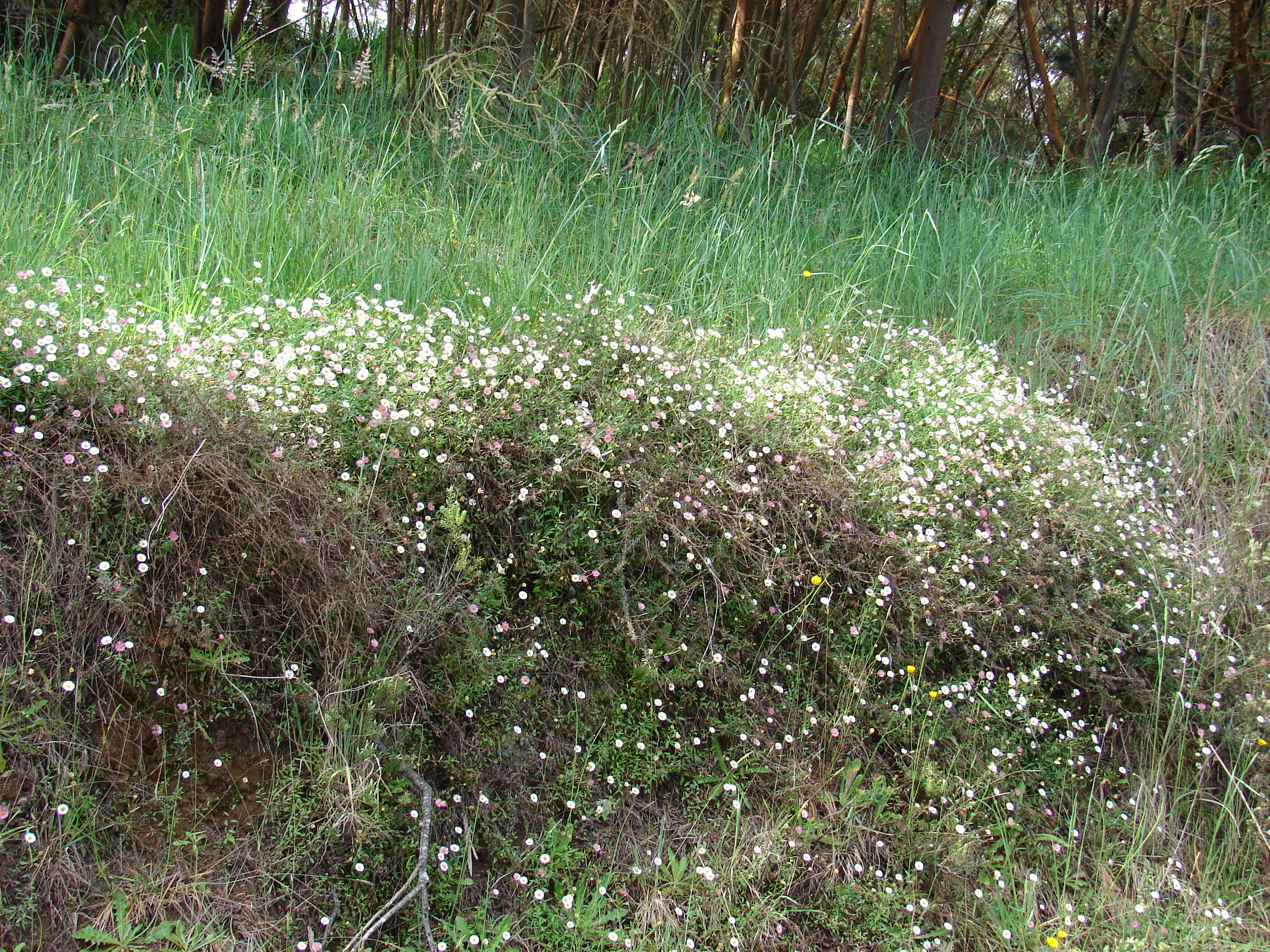 Sivun Erigeron karvinskianus DC. kuva