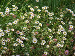 Image of Latin American Fleabane