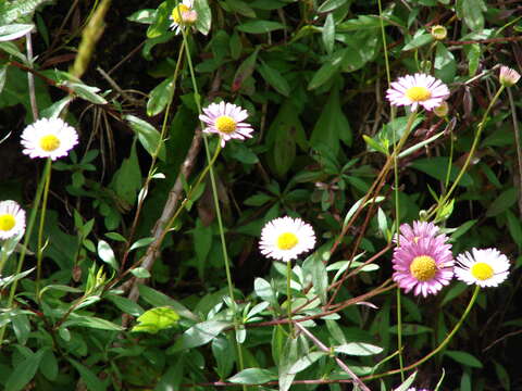 Image of Latin American Fleabane