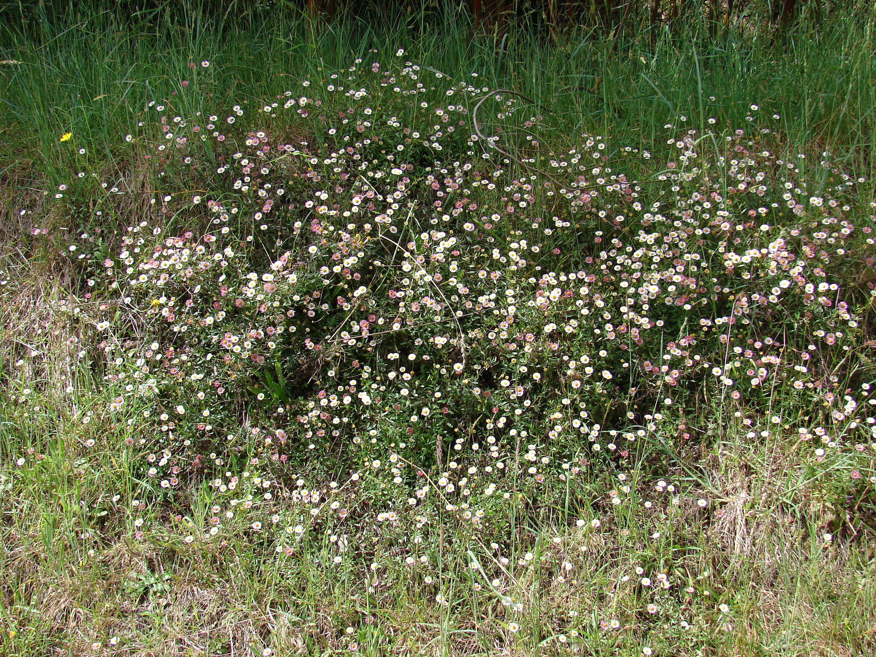 Sivun Erigeron karvinskianus DC. kuva