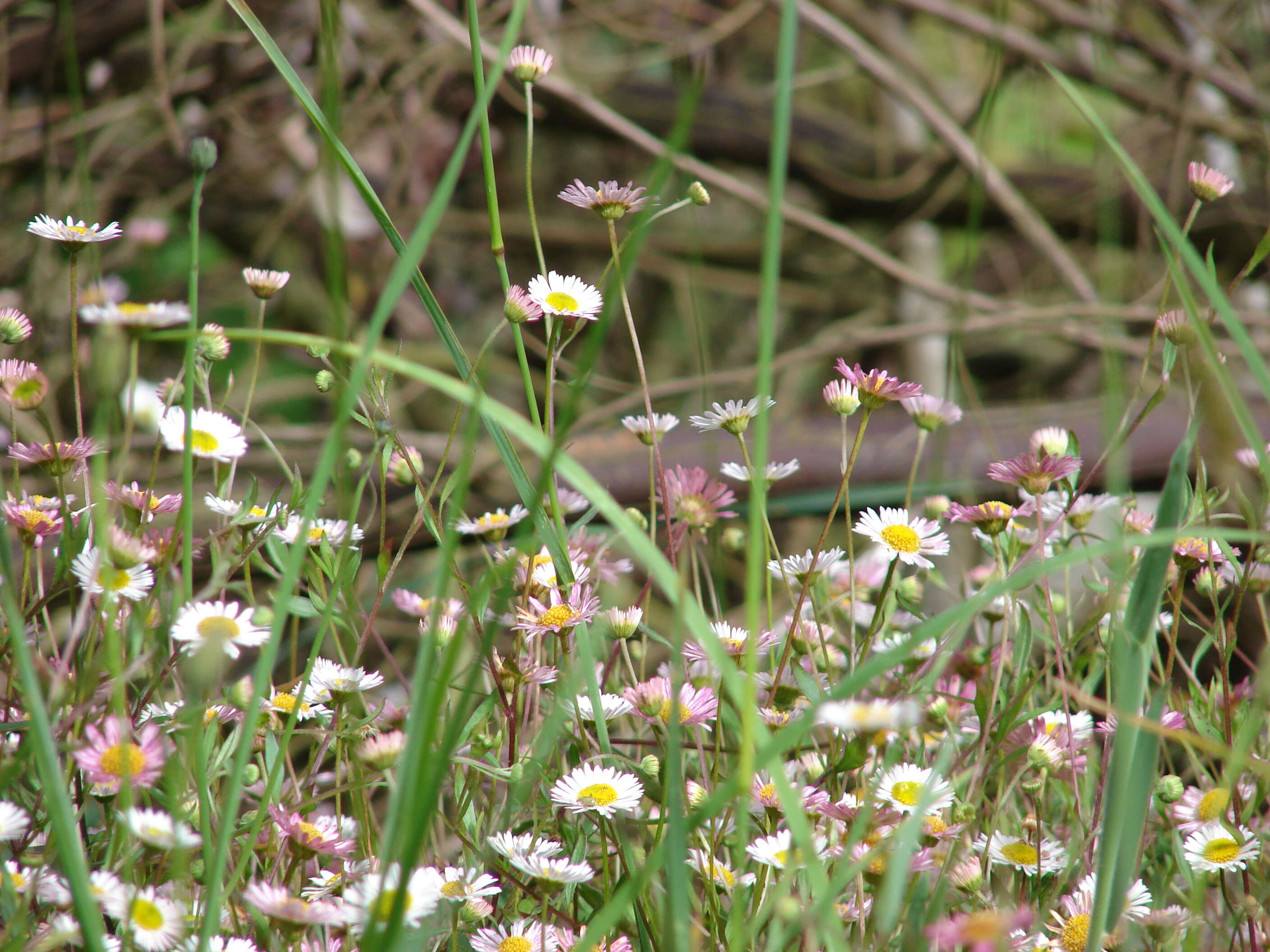 Sivun Erigeron karvinskianus DC. kuva