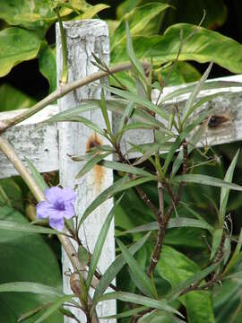 Image de Ruellia simplex Wright