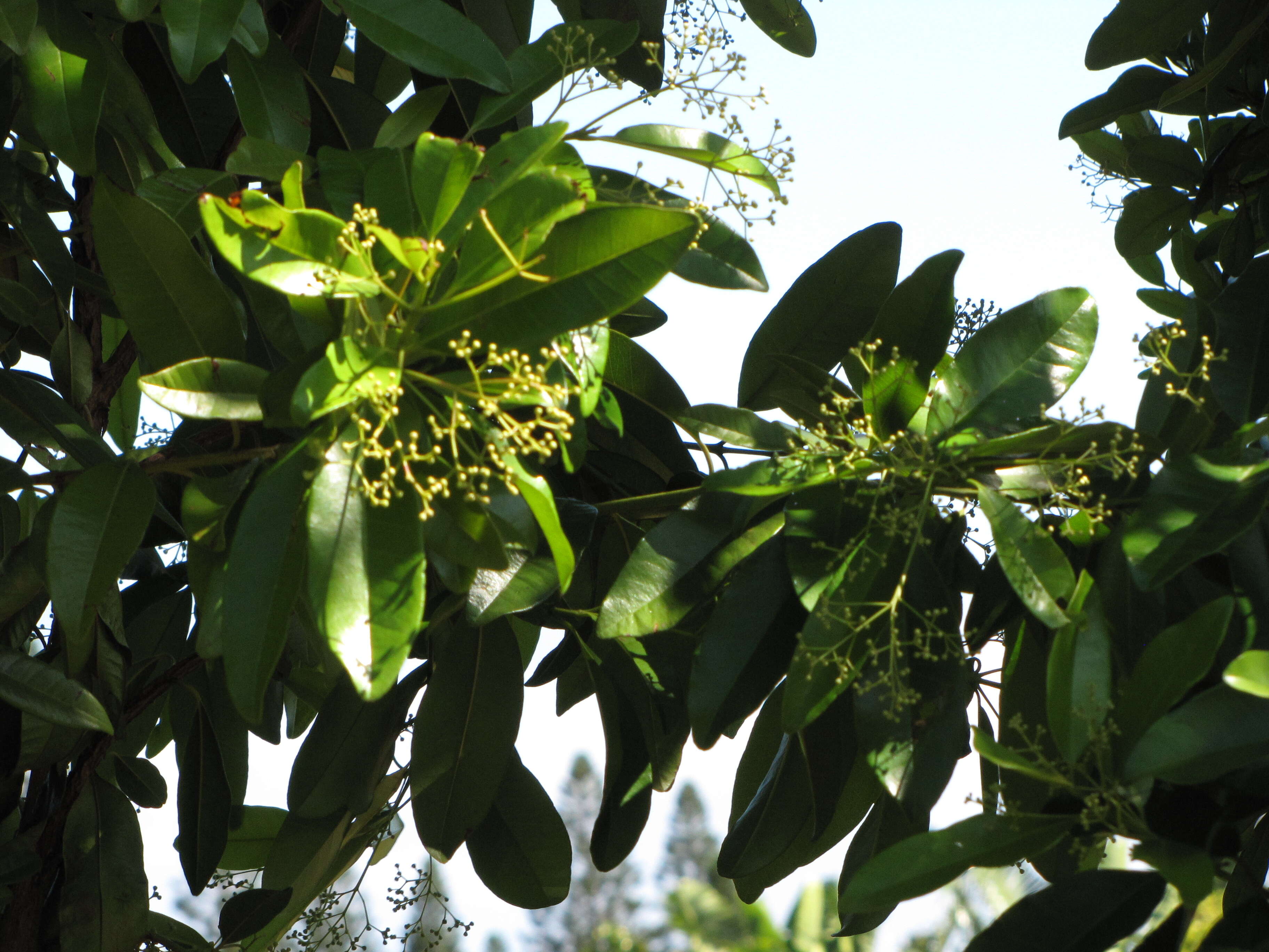 Image of Allspice