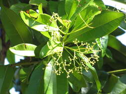 Image of Allspice