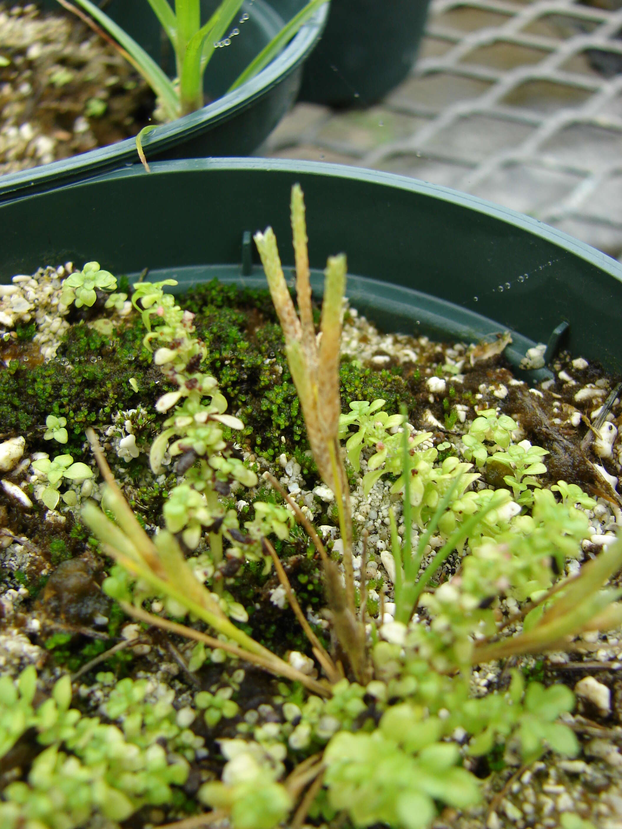 Image of Oahu lovegrass