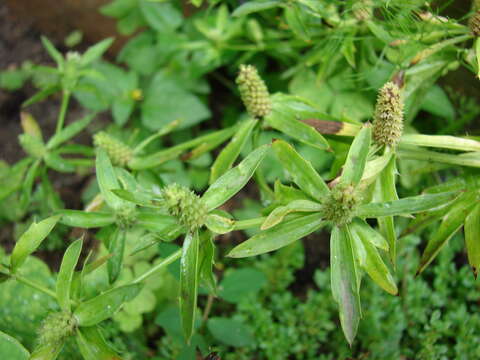 Eryngium foetidum L. resmi