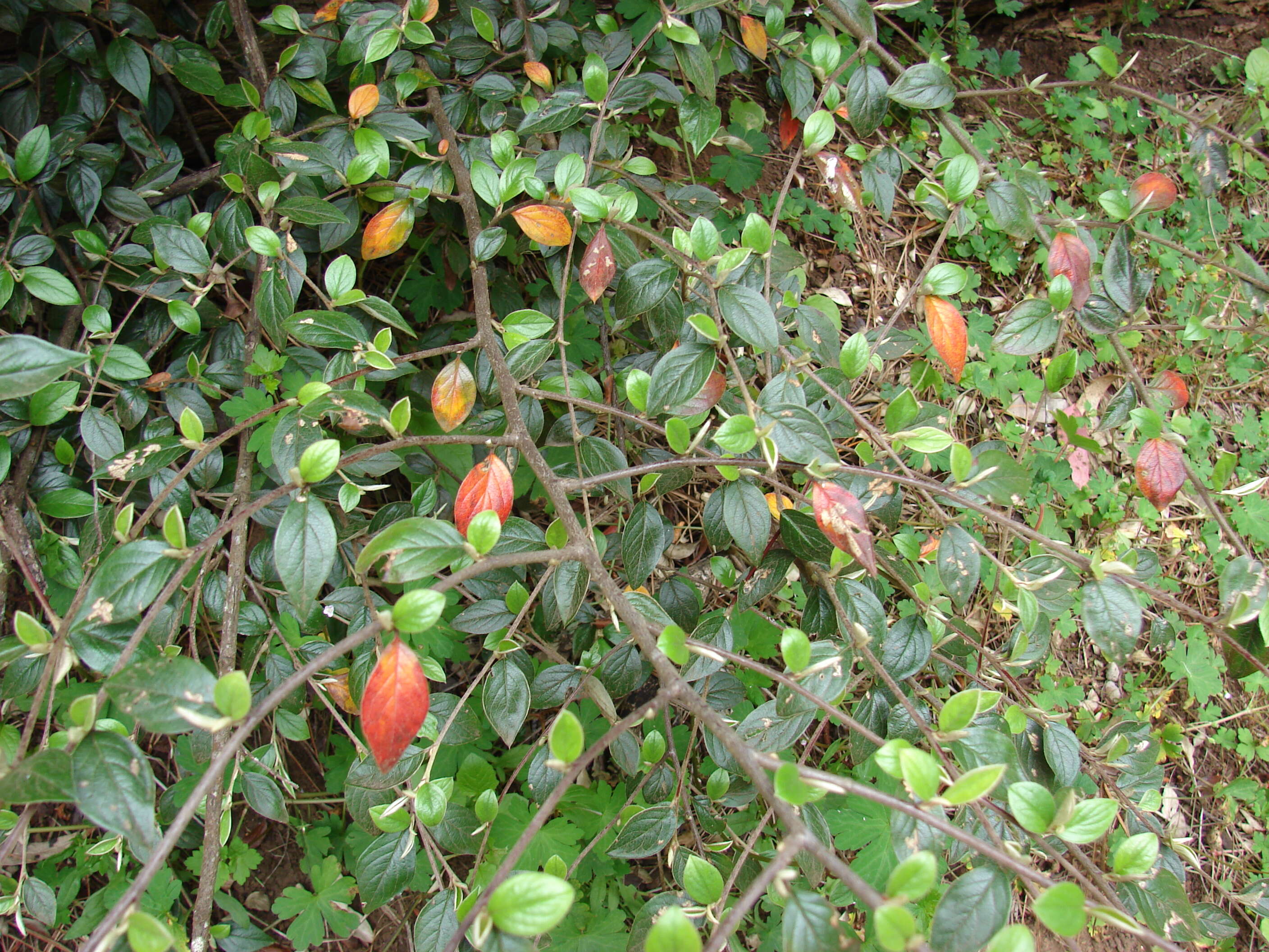 Sivun Cotoneaster pannosus Franch. kuva