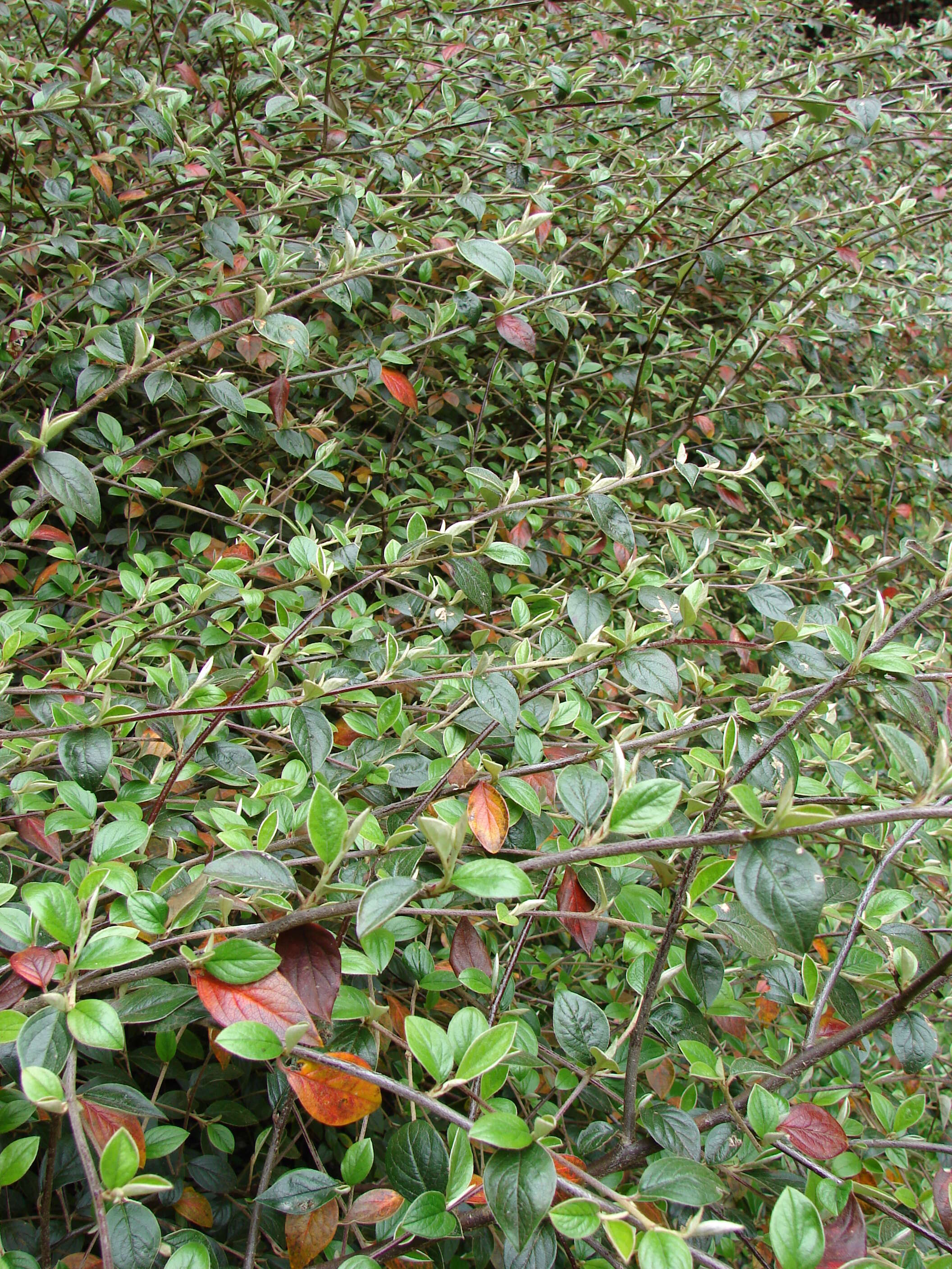 Image of silverleaf cotoneaster