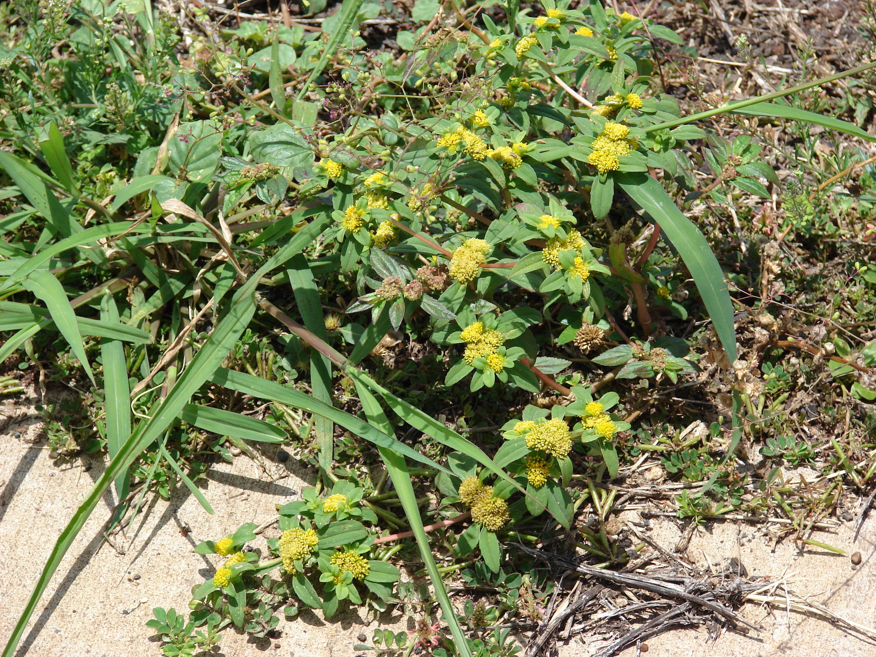 Image of clustered yellowtops