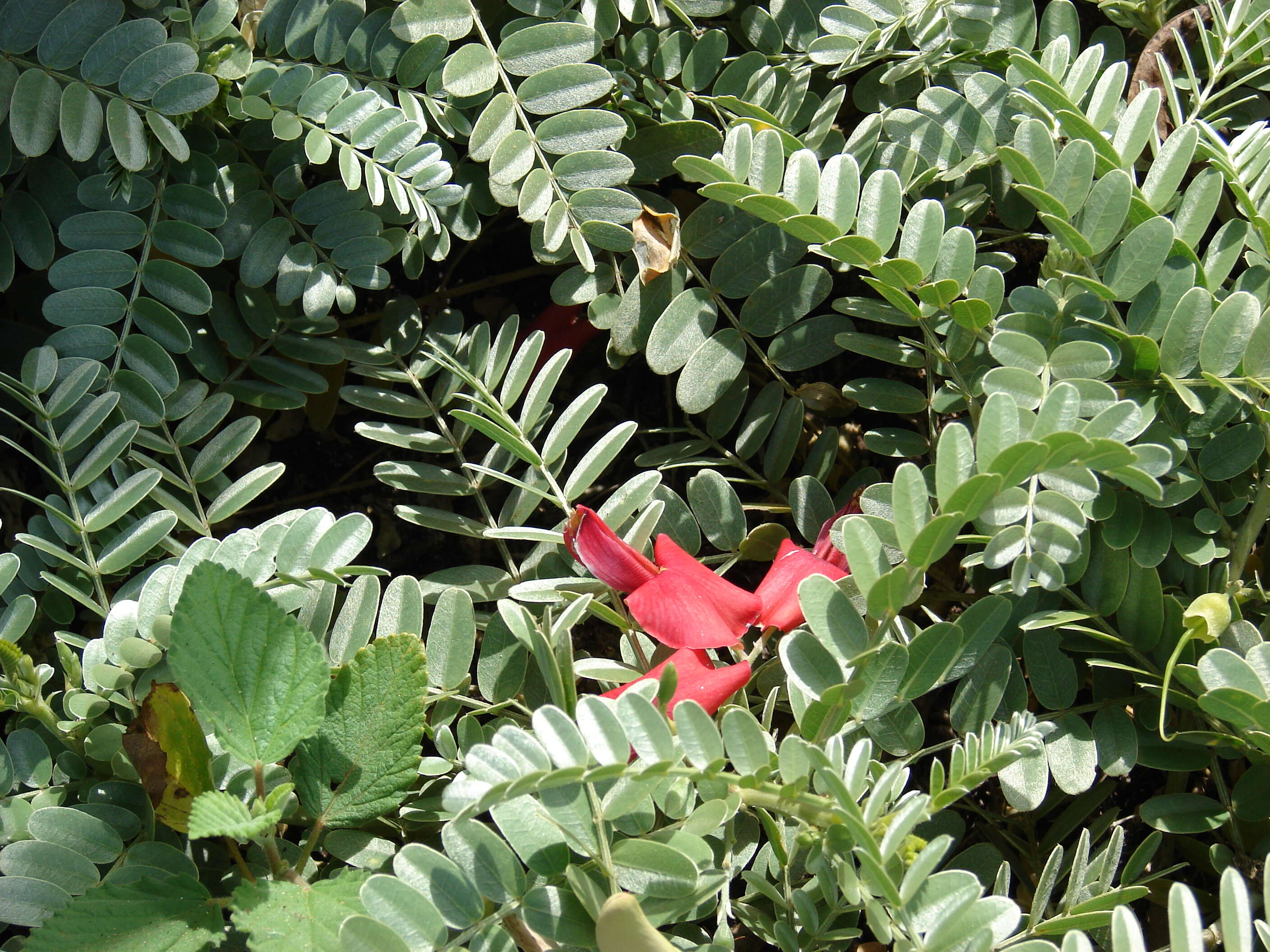 Image of Oahu riverhemp