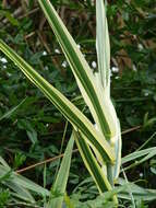 Image of giant reed