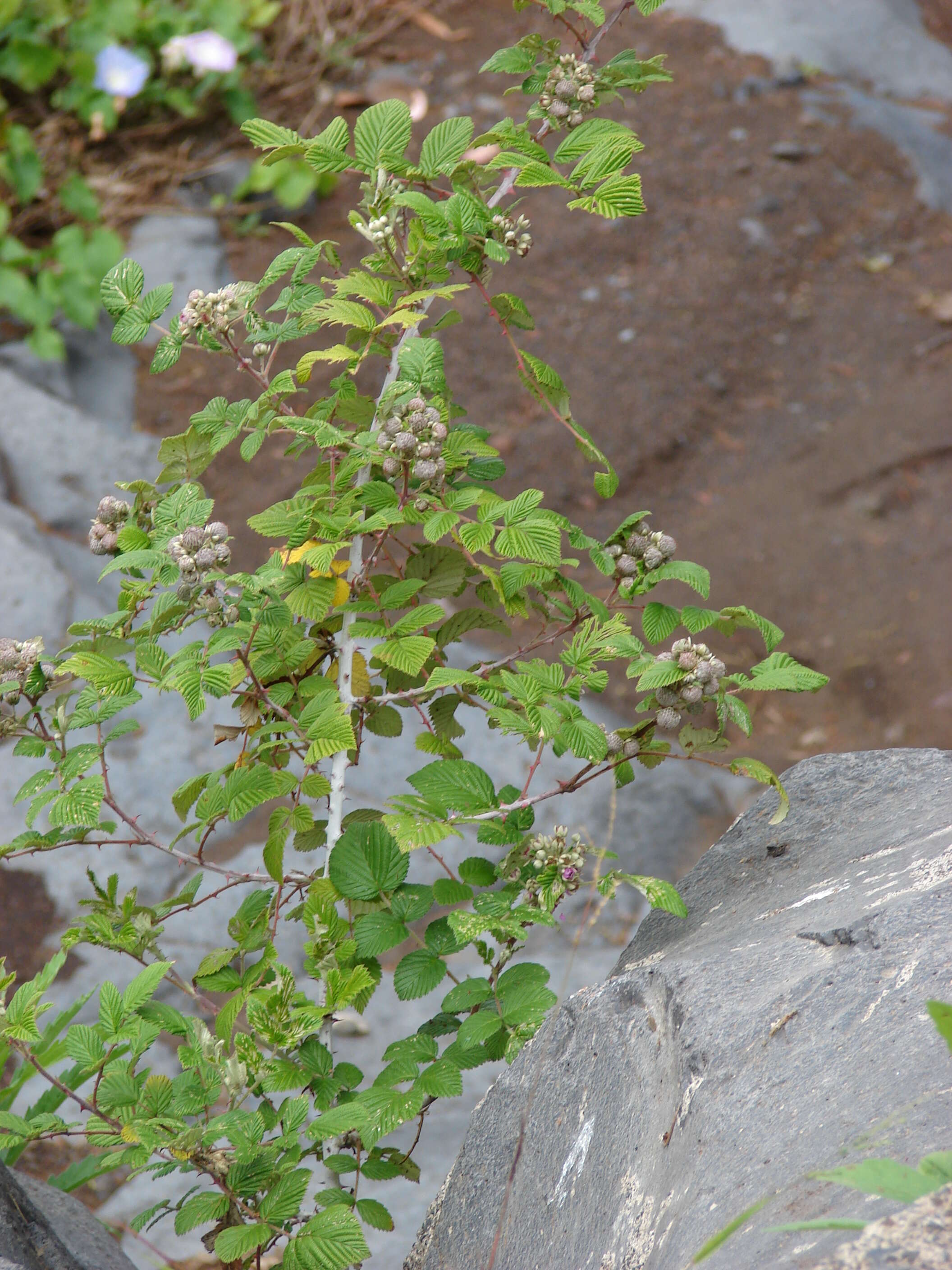 Image de Rubus niveus Thunb.