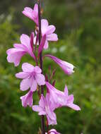 Imagem de Watsonia borbonica (Pourr.) Goldblatt