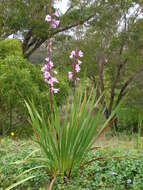 Image of Cape bugle-lily