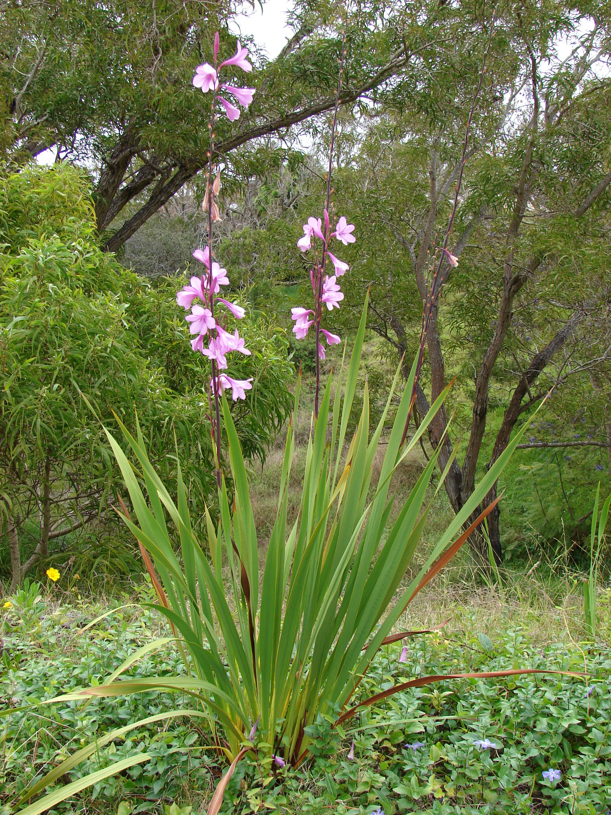 Image of Cape bugle-lily