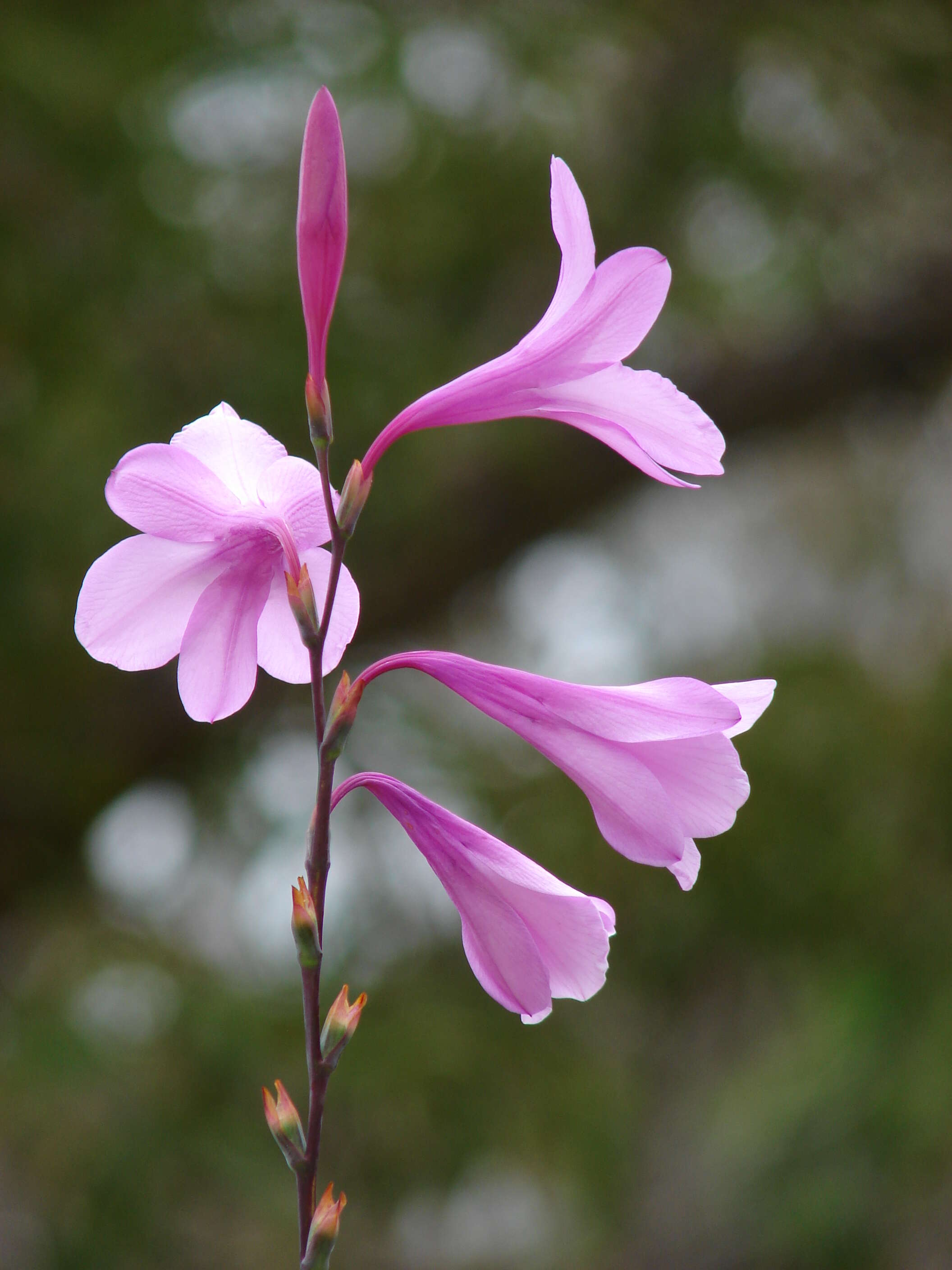 Image of Cape bugle-lily