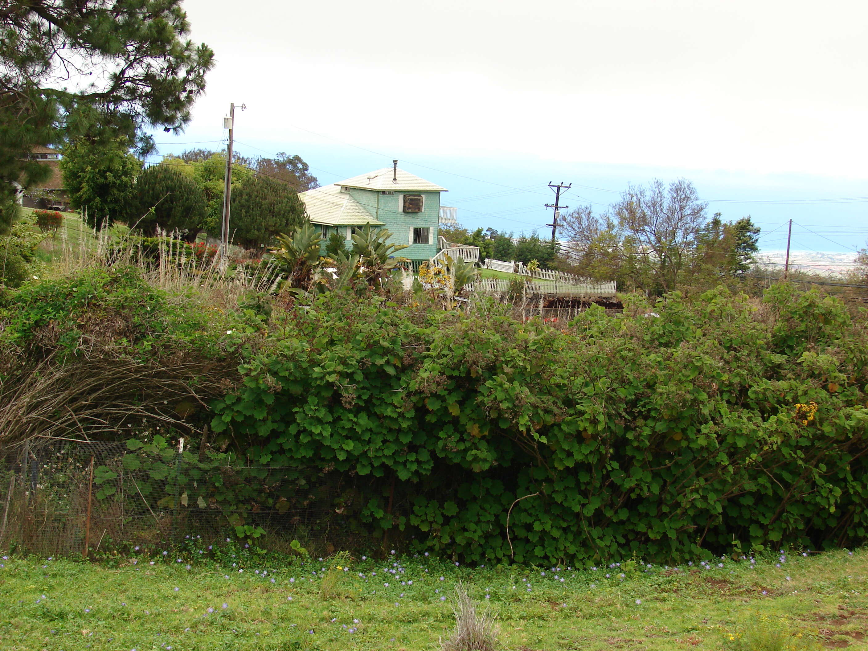 Image of velvet groundsel