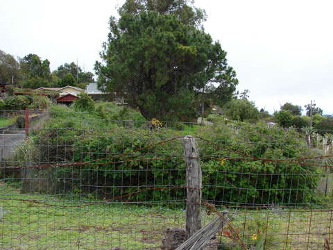 Image of velvet groundsel