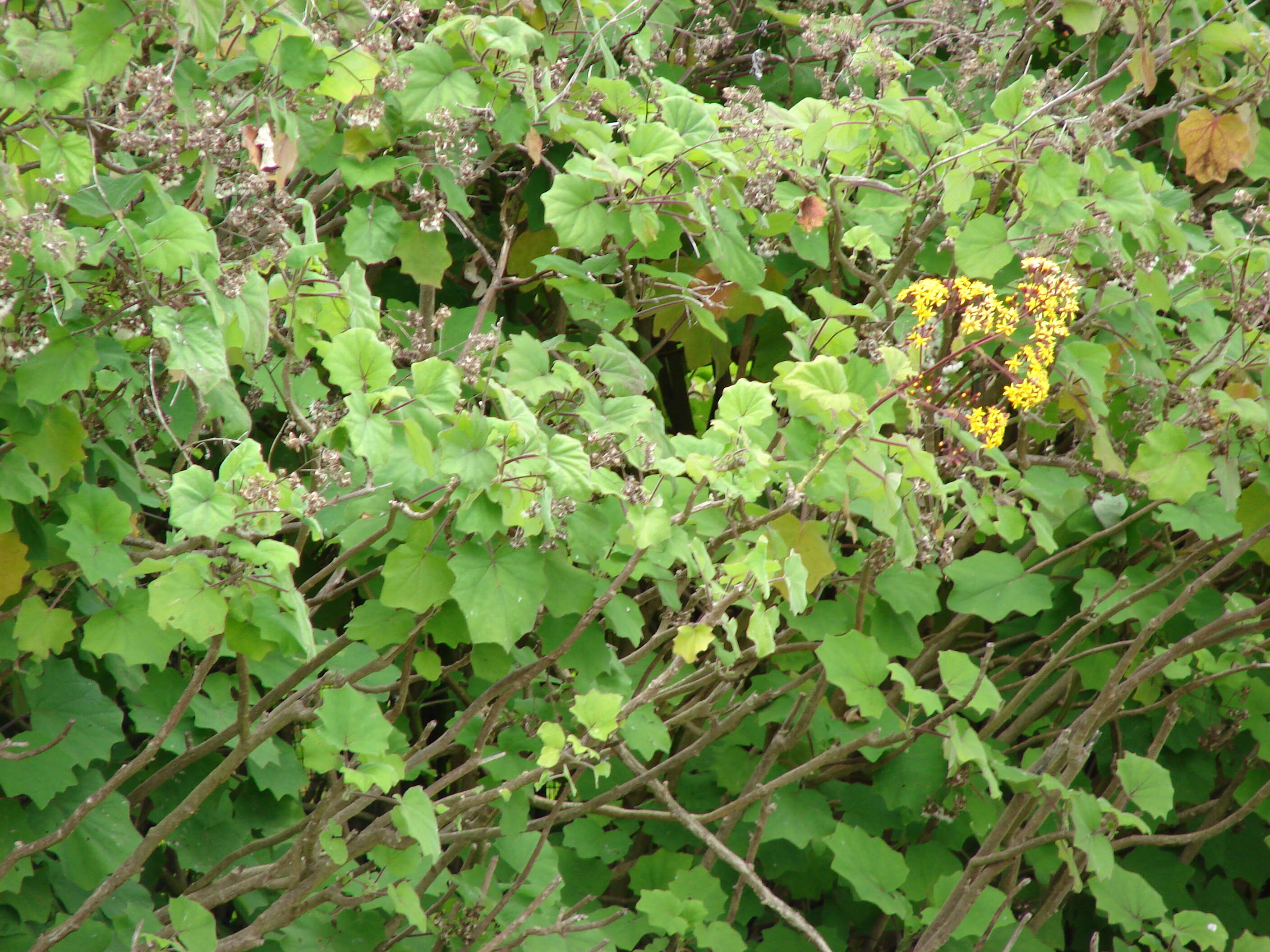 Image of velvet groundsel