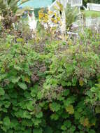 Image of velvet groundsel