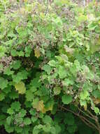 Image of velvet groundsel