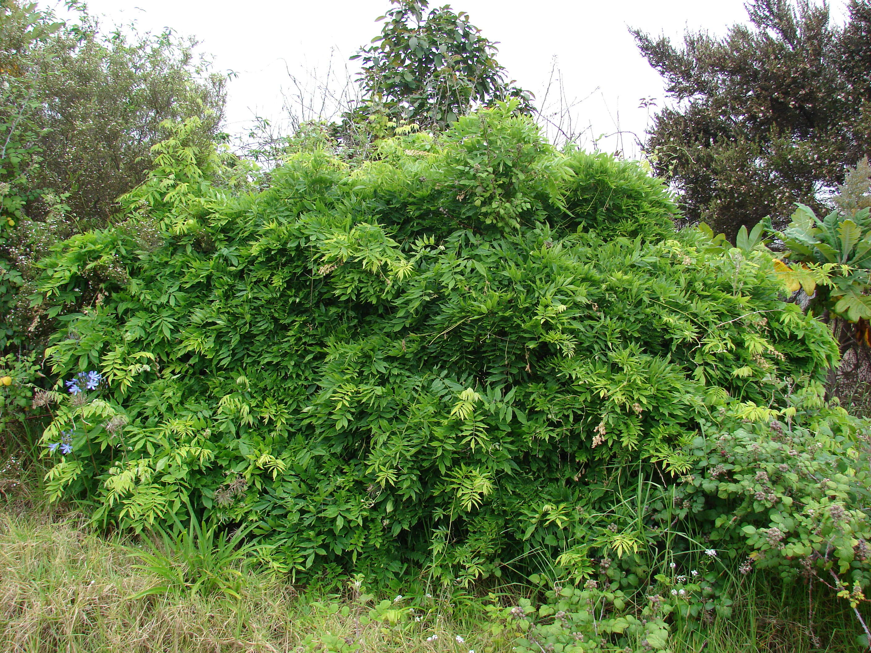 Image of Japanese wisteria