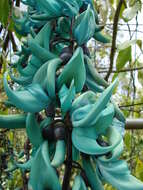 Image of Jade Vine