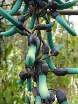 Image of Jade Vine