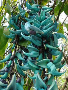 Image of Jade Vine