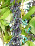 Image of Jade Vine