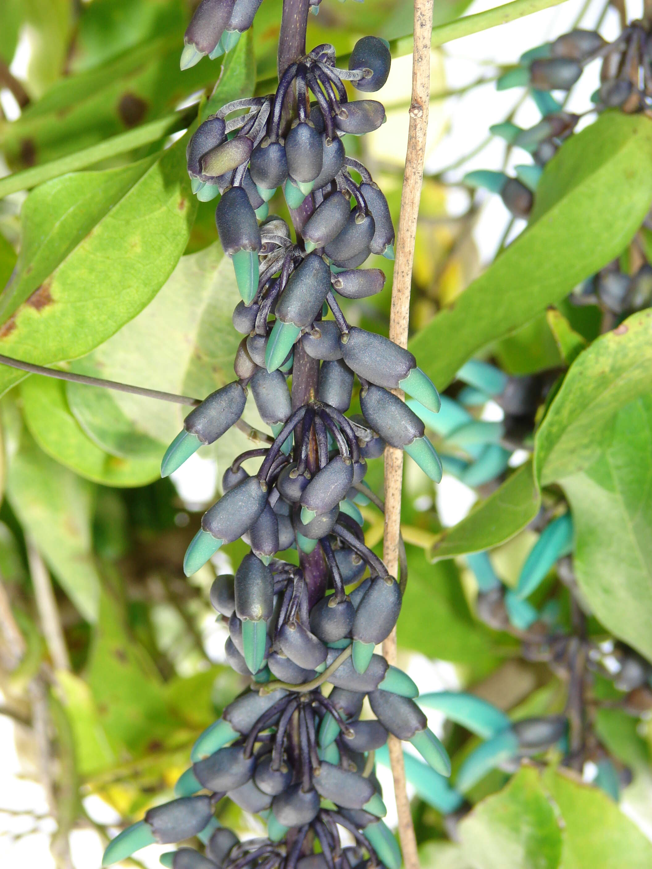 Image of Jade Vine