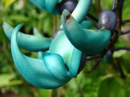 Image of Jade Vine