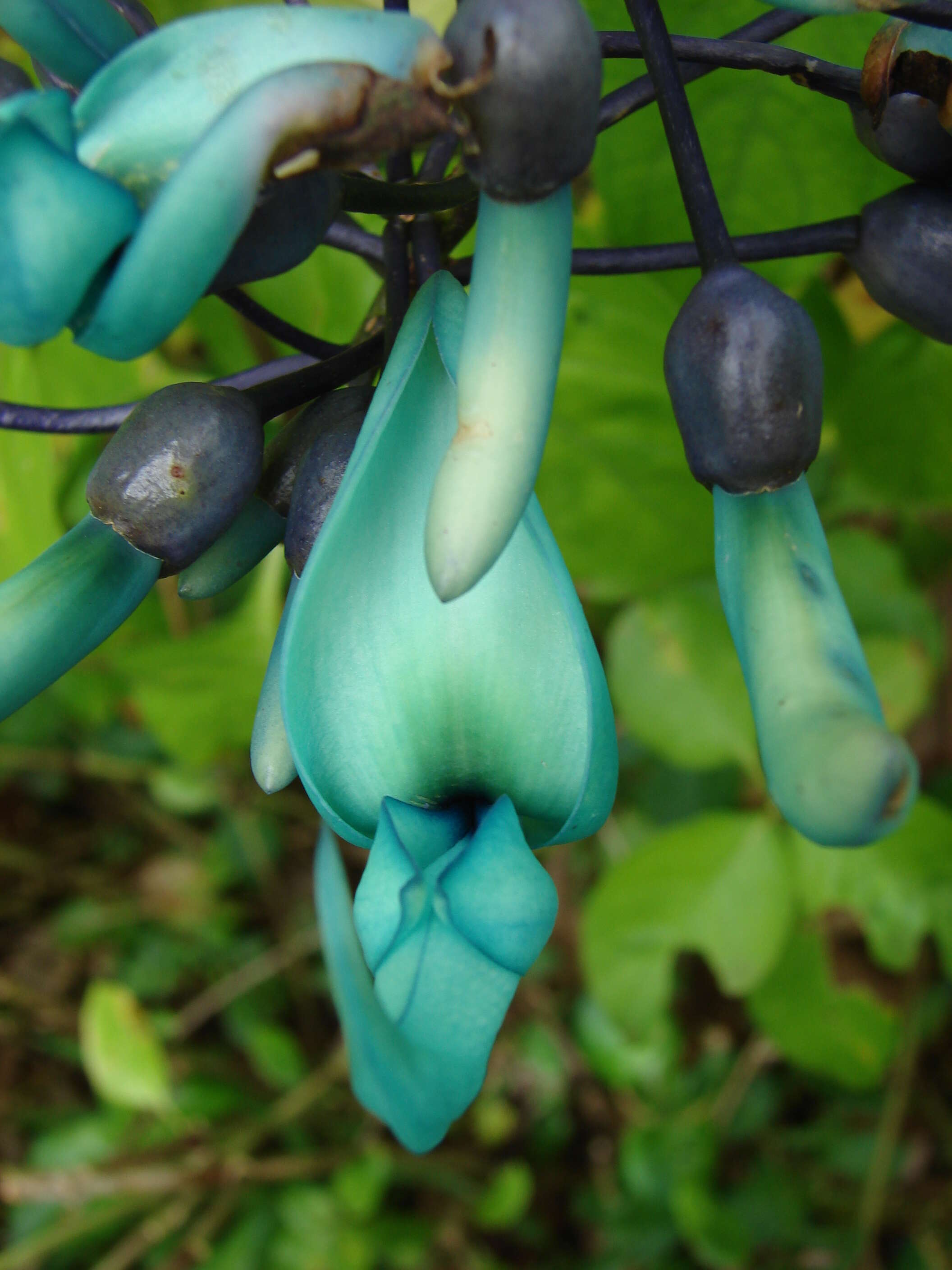 Image of Jade Vine