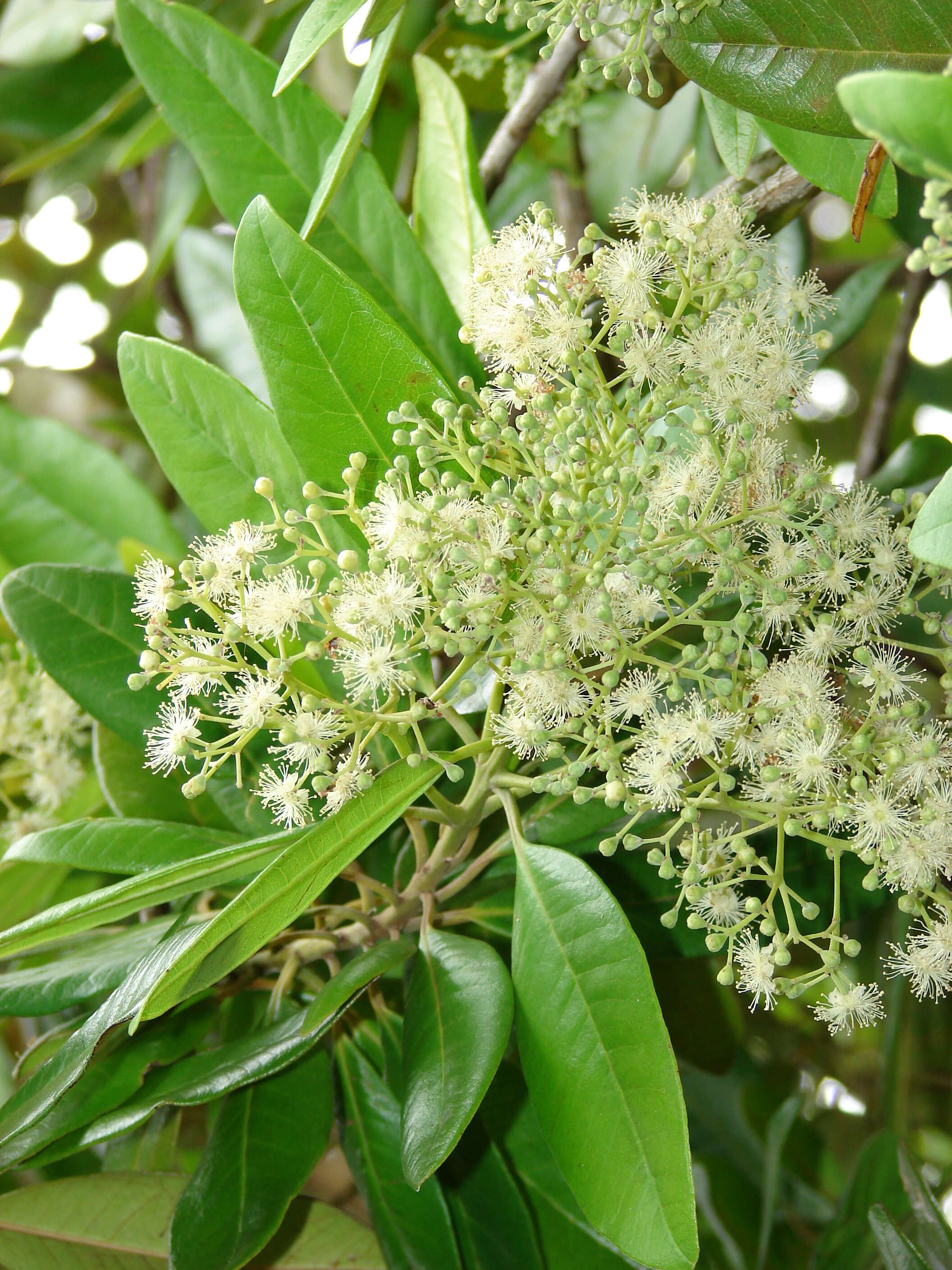 Image of Allspice