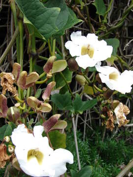 Image of Bengal clock vine