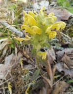 Image of Canada lousewort