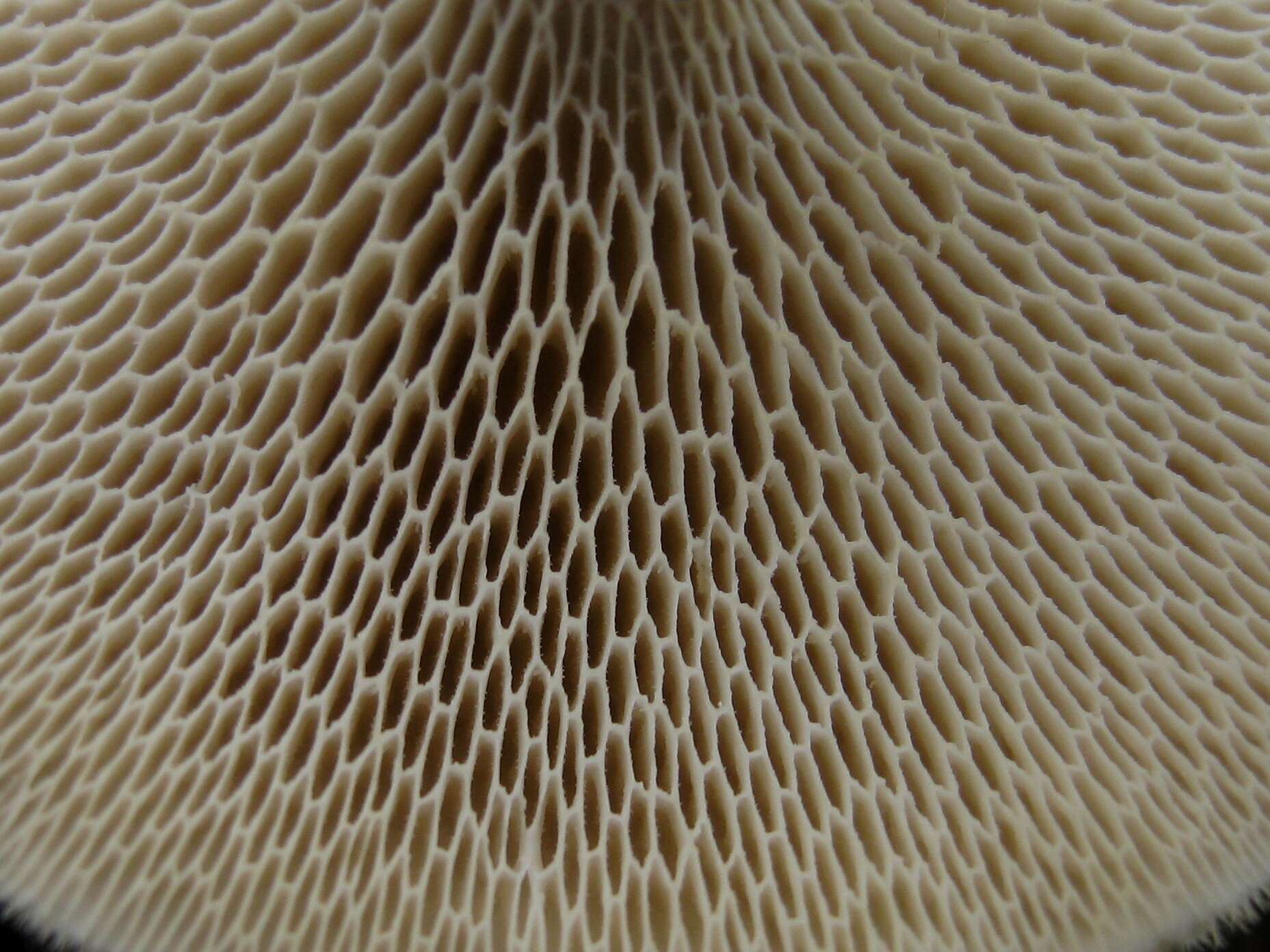 Image of Lentinus arcularius (Batsch) Zmitr. 2010