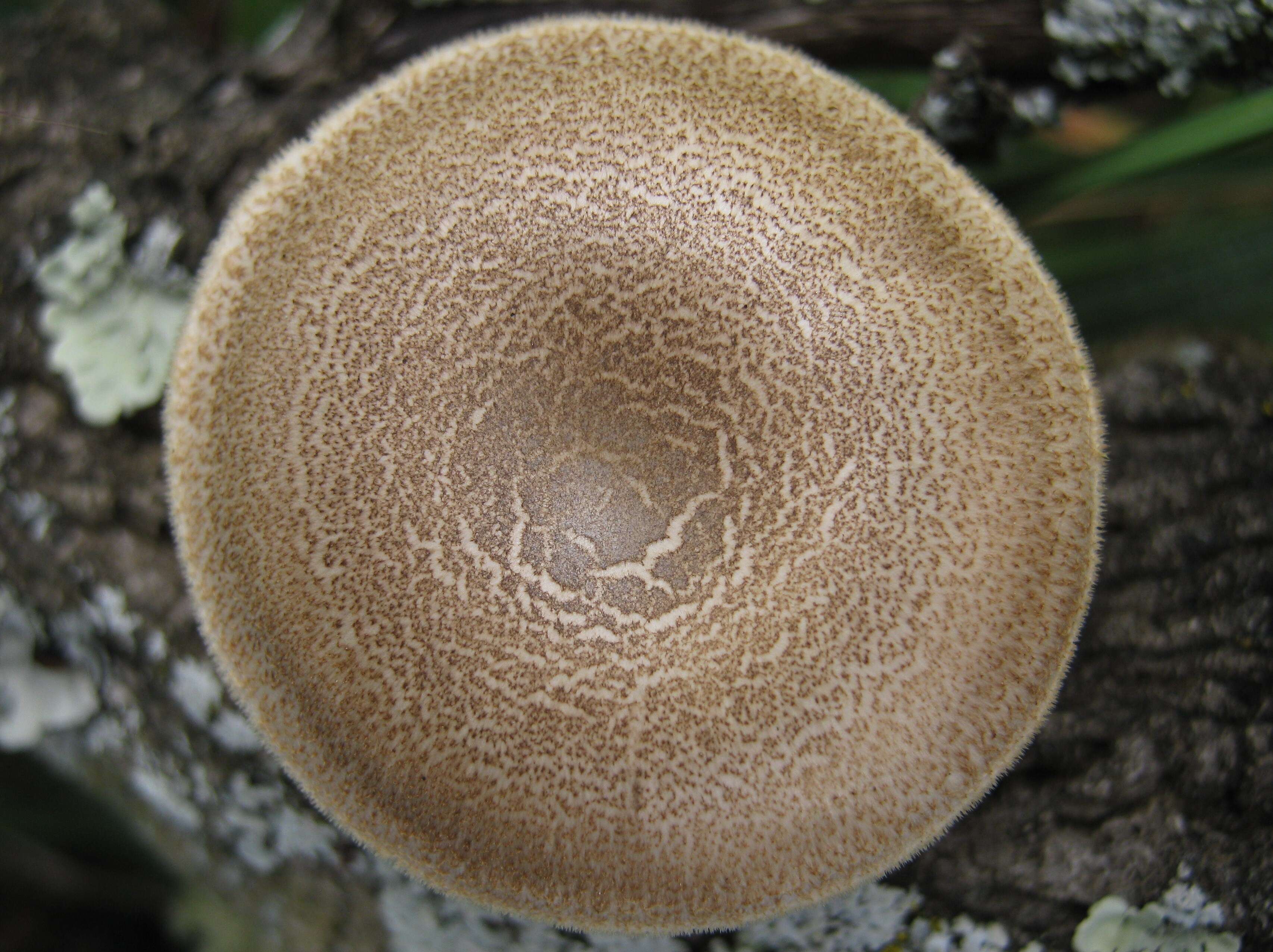 Image of Lentinus arcularius (Batsch) Zmitr. 2010