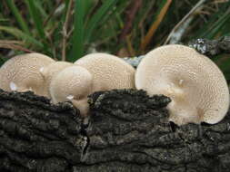 Image of Lentinus arcularius (Batsch) Zmitr. 2010