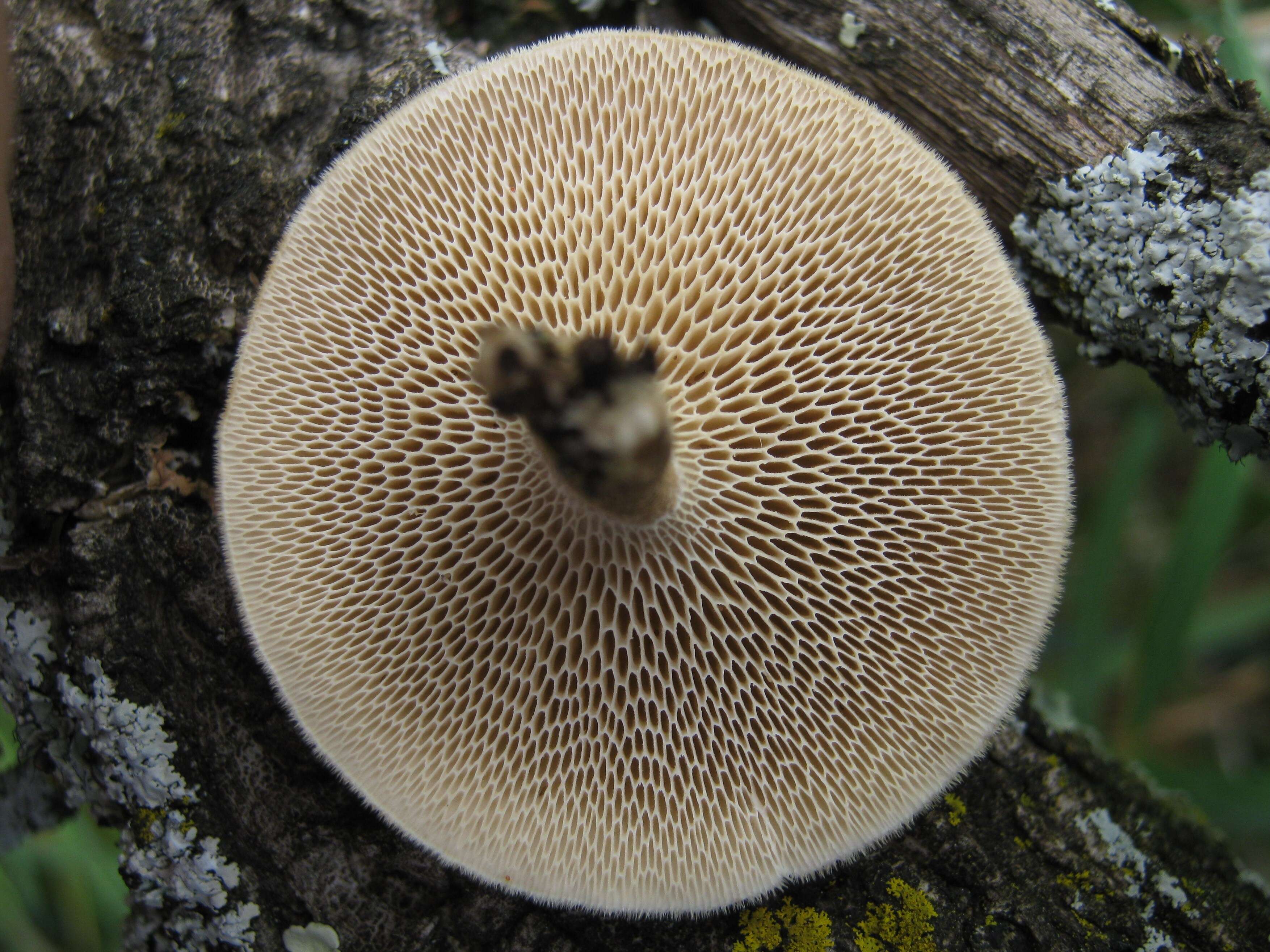 Image of Lentinus arcularius (Batsch) Zmitr. 2010