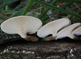 Image of Lentinus arcularius (Batsch) Zmitr. 2010