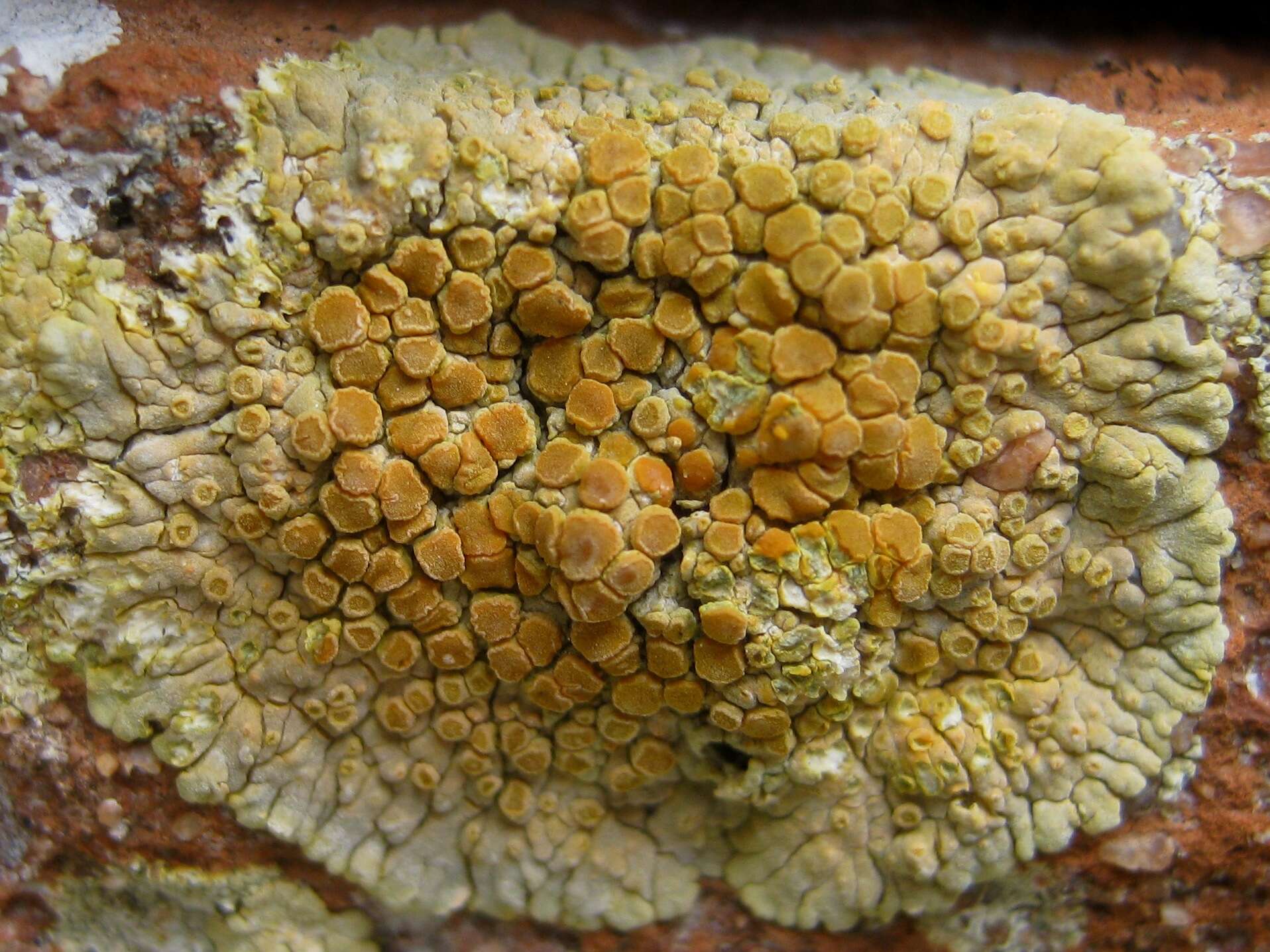 Image of orange lichen