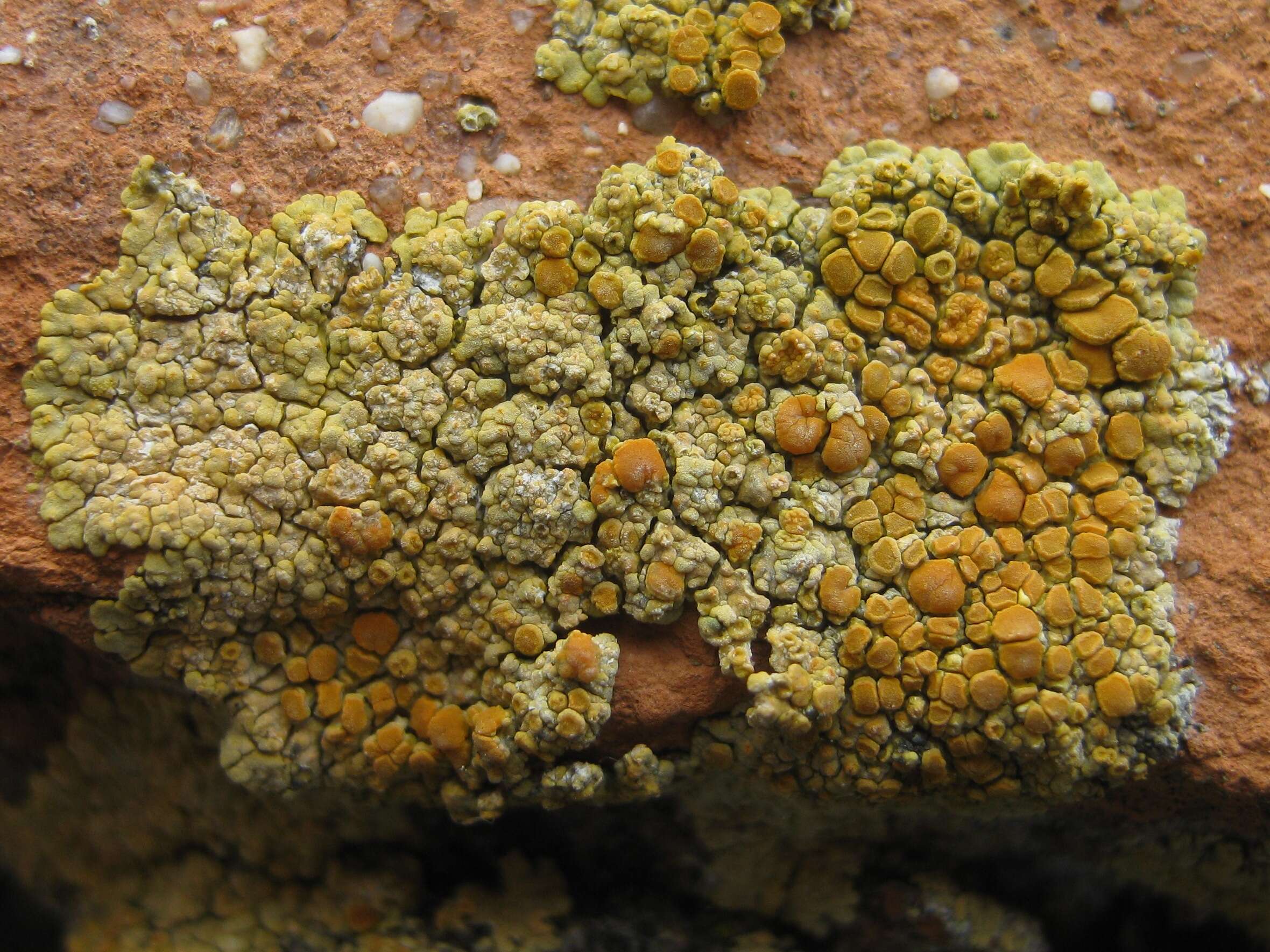 Image of orange lichen