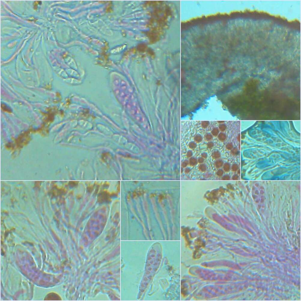 Imagem de Caloplaca saxicola (Hoffm.) Nordin