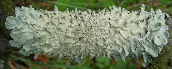 Image of Common greenshield lichen